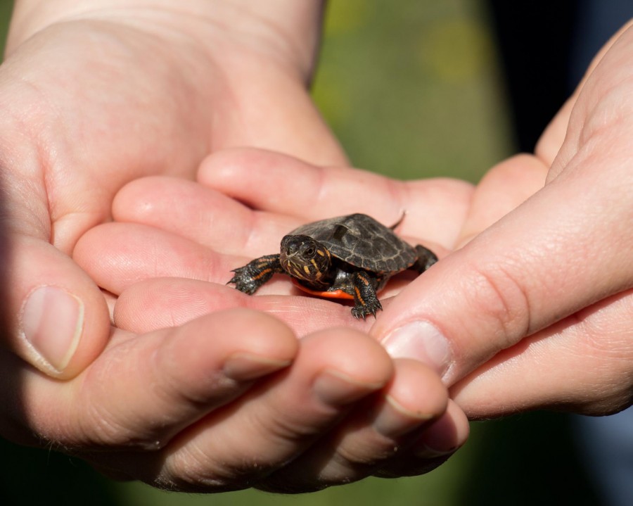 small turtle in palm of hands
